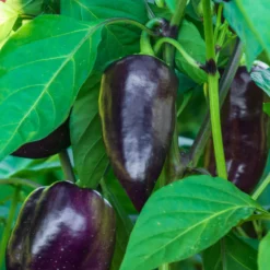 Paprika ‘Bellania’ Pflanzen (x3) - Süße Paprika direkt ernten