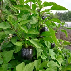 Paprika ‘Bellania’ Pflanzen (x3) - Süße Paprika direkt ernten