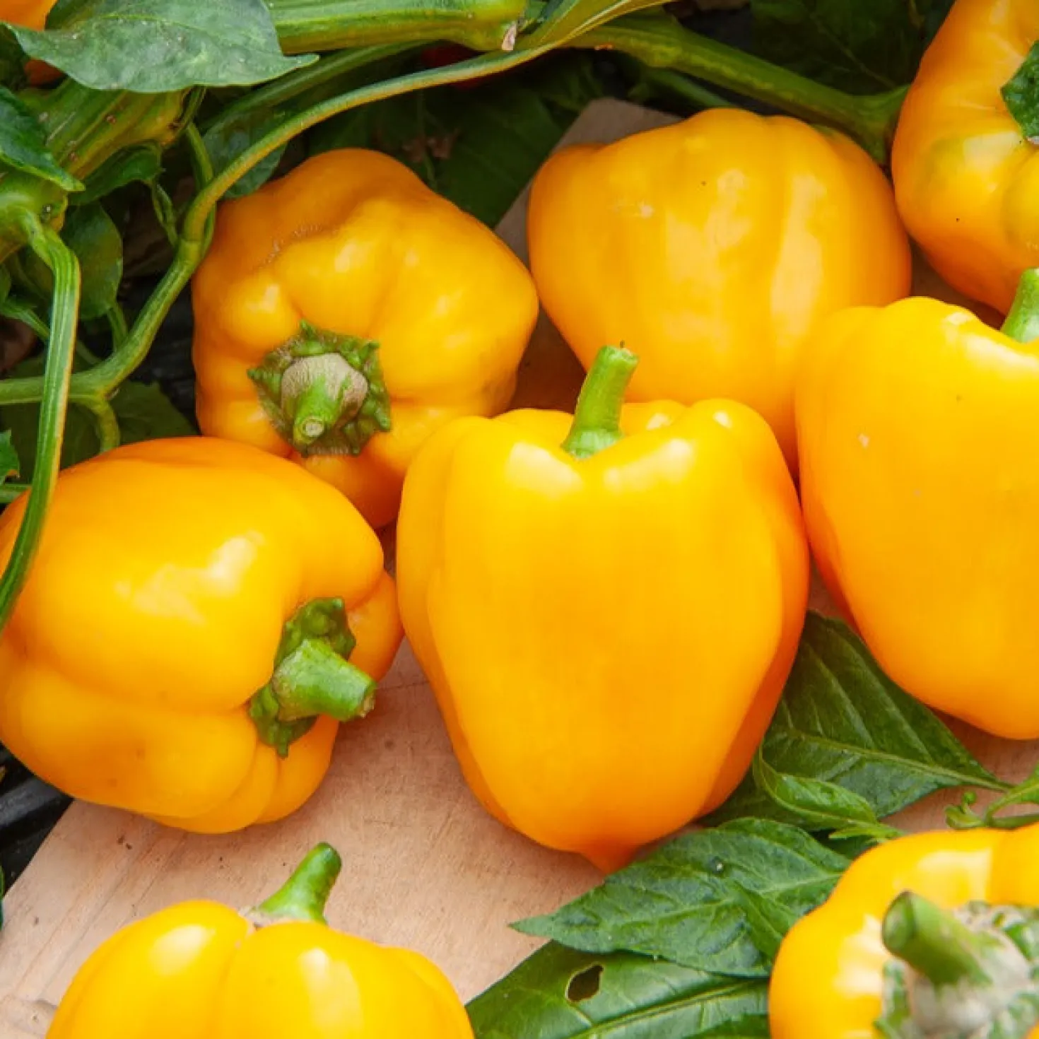 Paprika ‘California Wonder Yellow’ - Süße gelbe Paprika ernten