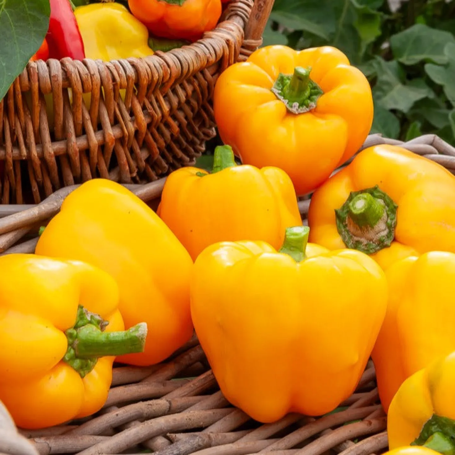 Paprika ‘California Wonder Yellow’ - Süße gelbe Paprika ernten