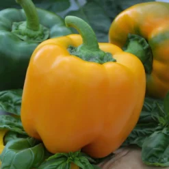 Paprika ‘California Wonder Yellow’ - Süße gelbe Paprika ernten