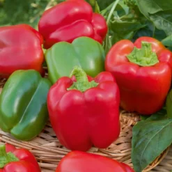 Paprika Capsicum 'California Wonder' - Dicke Blockpaprika, kinderleicht