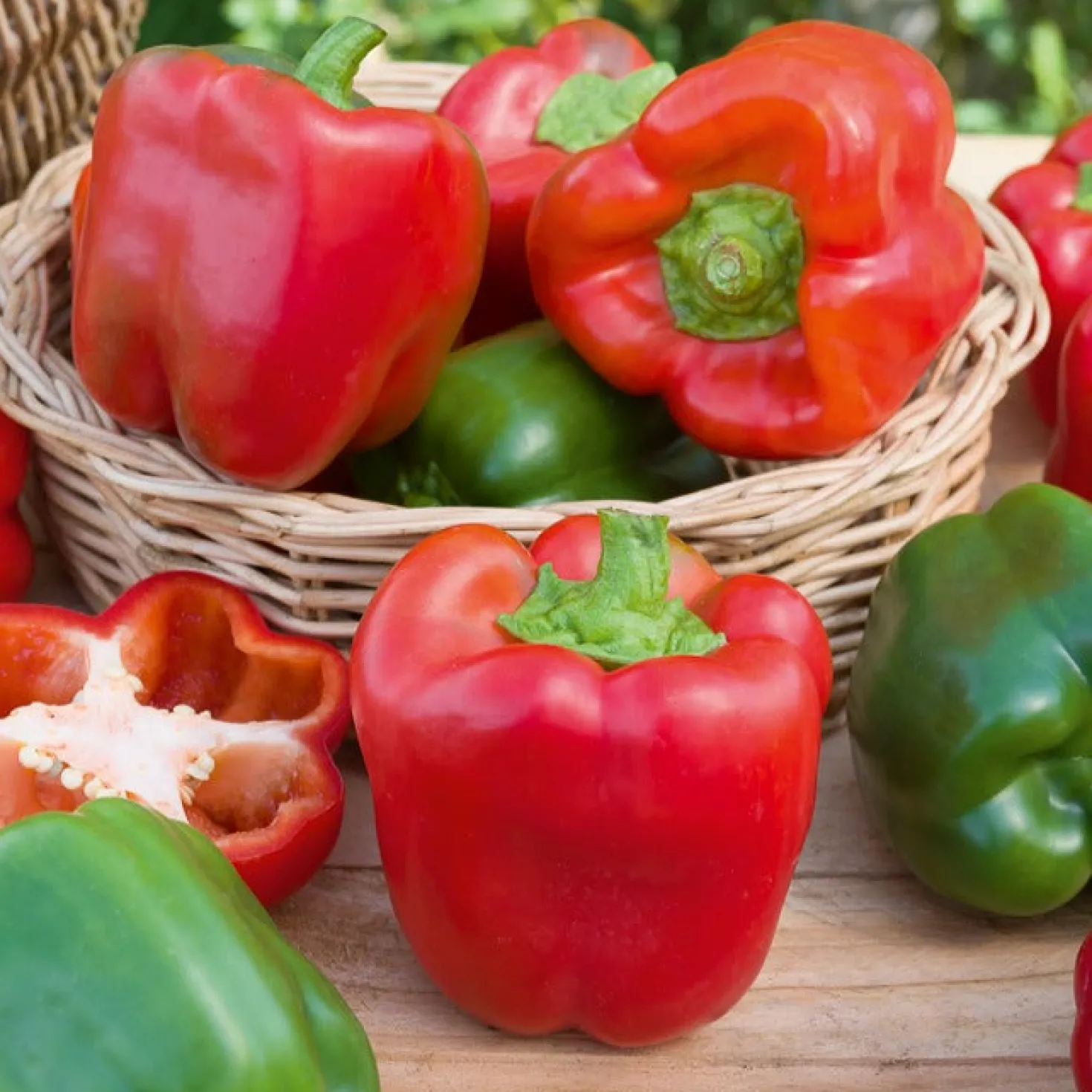 Paprika Capsicum 'California Wonder' - Dicke Blockpaprika, kinderleicht