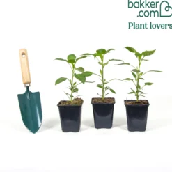 Paprika gelb 'Tenor F1' (x3) - Süß, knackig, sonnengelb