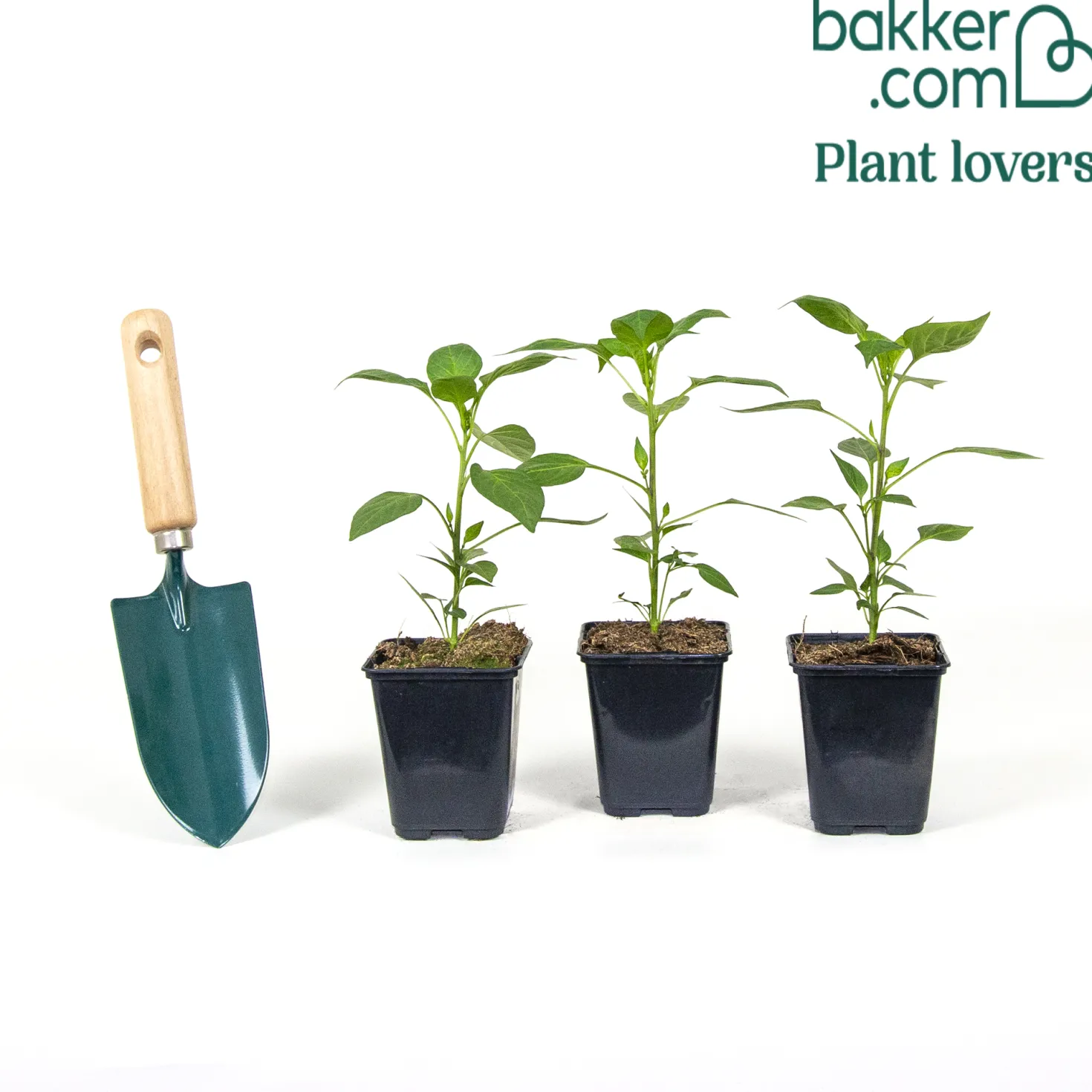 Paprika gelb 'Tenor F1' (x3) - Süß, knackig, sonnengelb