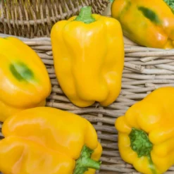 Paprika gelb 'Tenor F1' (x3) - Süß, knackig, sonnengelb