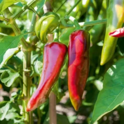 Paprika 'Gorria' (x3) - Der echte Espelette-Geschmack