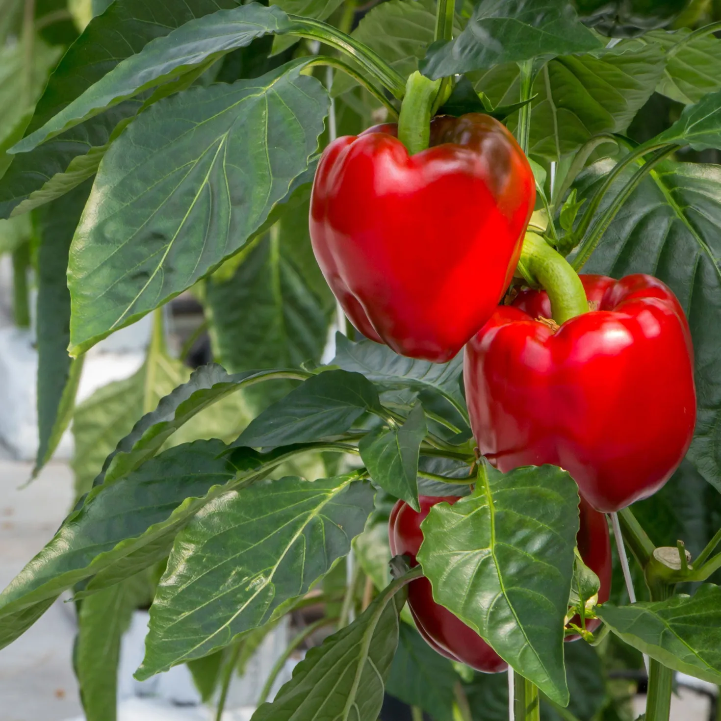 Paprika 'Jubilandska' Bio - Süße Paprika direkt geerntet
