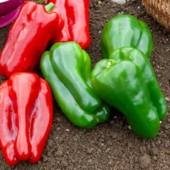 Paprika Lamuyo F1 - Große Paprika, süßes Aroma