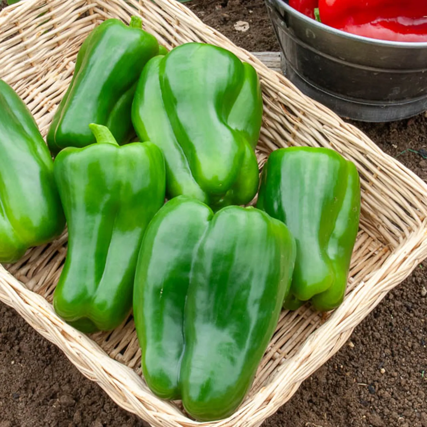 Paprika Lamuyo F1 - Große Paprika, süßes Aroma