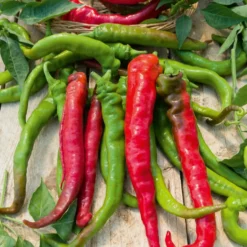 Paprika mild ‘Tres long des Landes’ - Süße Ernte ganz einfach
