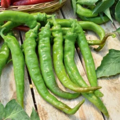 Paprika mild ‘Tres long des Landes’ - Süße Ernte ganz einfach