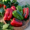 Paprika-Pflanzen ‘Lamuyo’ (x3) - Dicke Paprika ohne Mühe