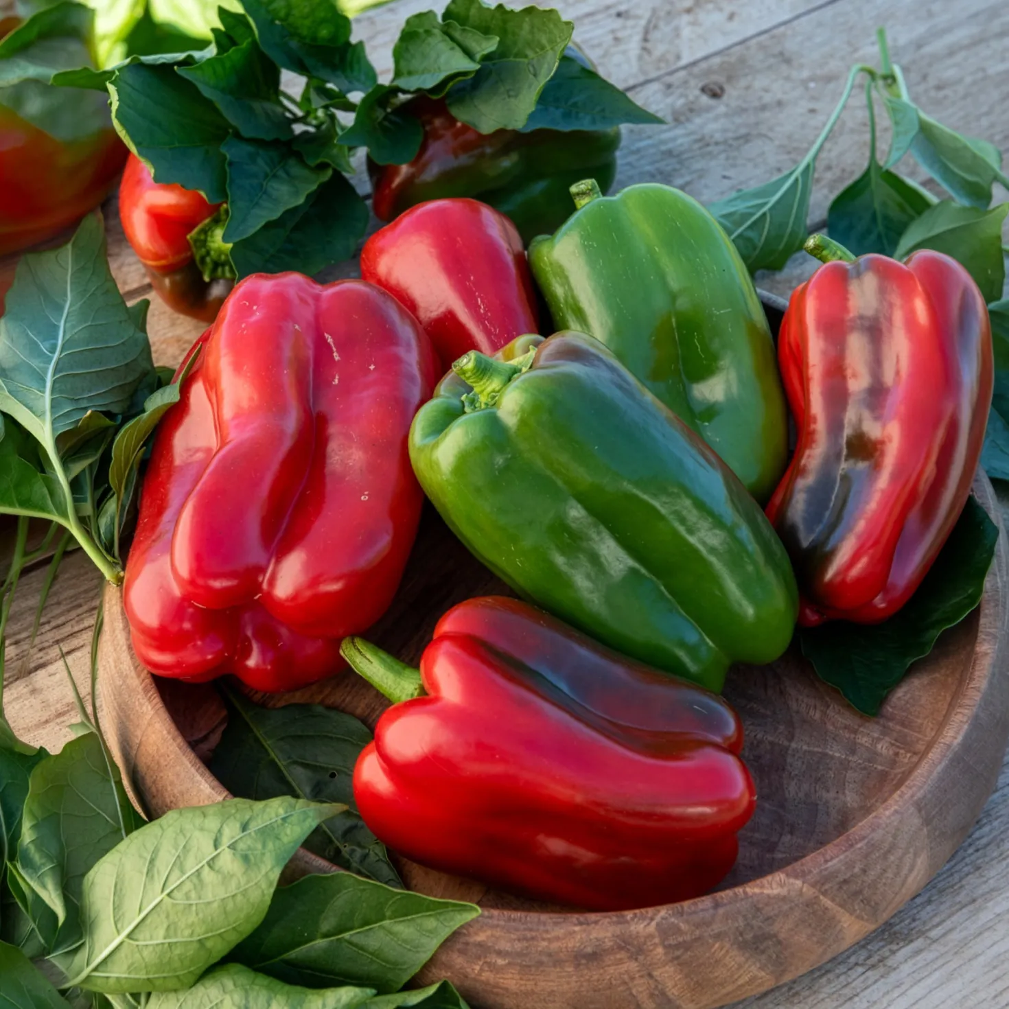 Paprika-Pflanzen ‘Lamuyo’ (x3) - Dicke Paprika ohne Mühe