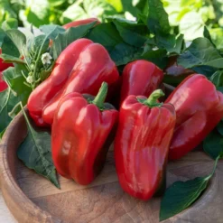 Paprika-Pflanzen ‘Lamuyo’ (x3) - Dicke Paprika ohne Mühe