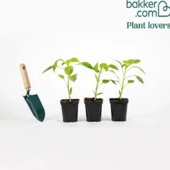 Paprika-Pflanzen ‘Lamuyo’ (x3) - Dicke Paprika ohne Mühe