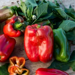 Paprika-Pflanzen ‘Lamuyo’ (x3) - Dicke Paprika ohne Mühe