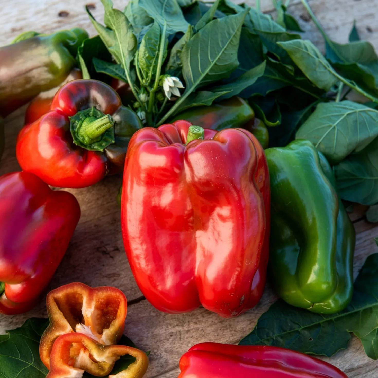 Paprika-Pflanzen ‘Lamuyo’ (x3) - Dicke Paprika ohne Mühe