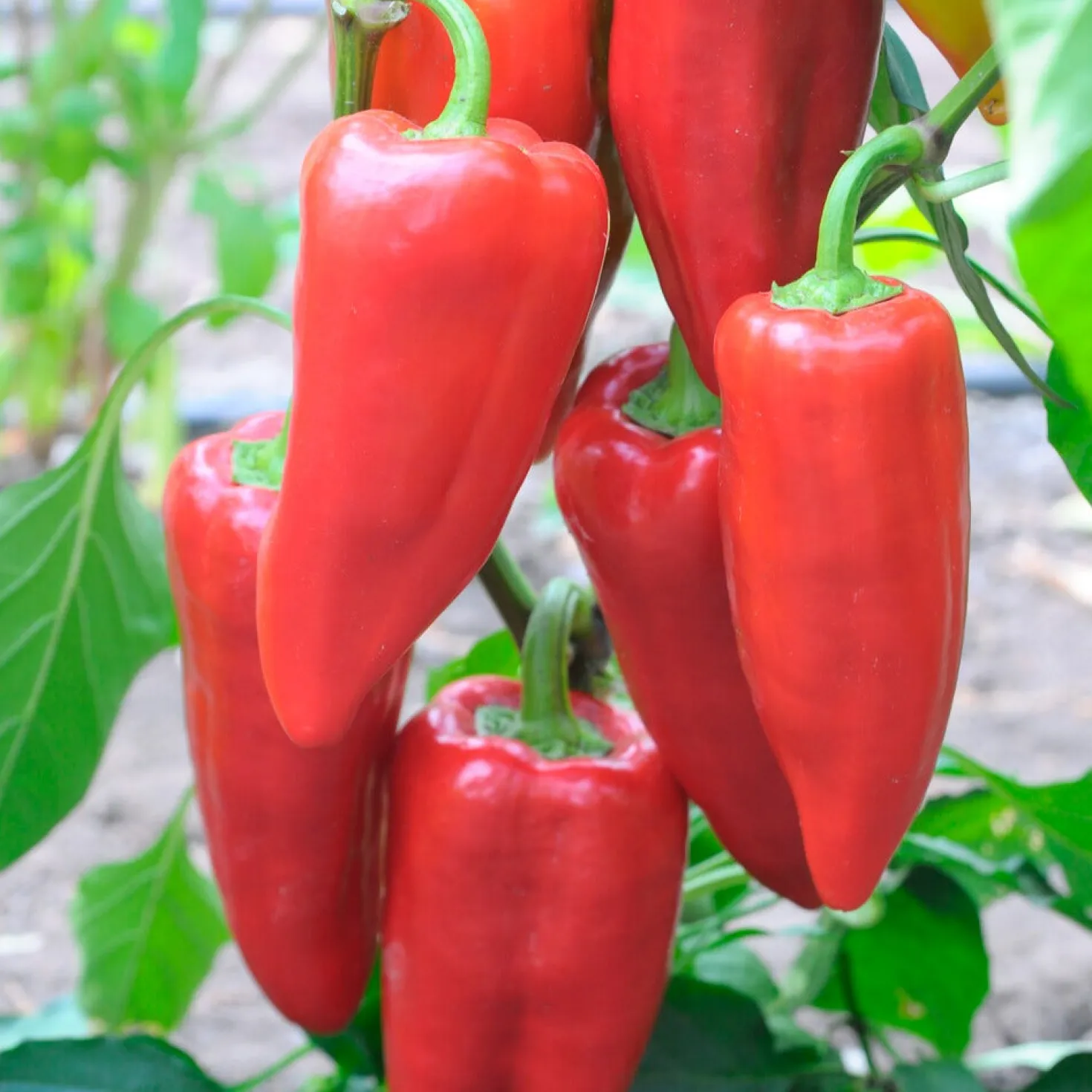 Paprika 'Piquillo' - Süß, gegrillt, unwiderstehlich