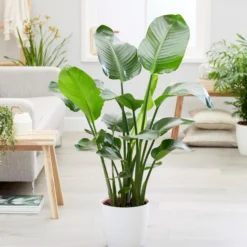 Paradiesvogelblume Strelitzia nicolai - Dschungel-Feeling im Wohnzimmer