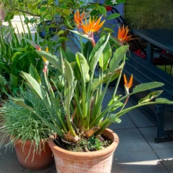 Paradiesvogelblume Strelitzia - Exotik fürs Wohnzimmer