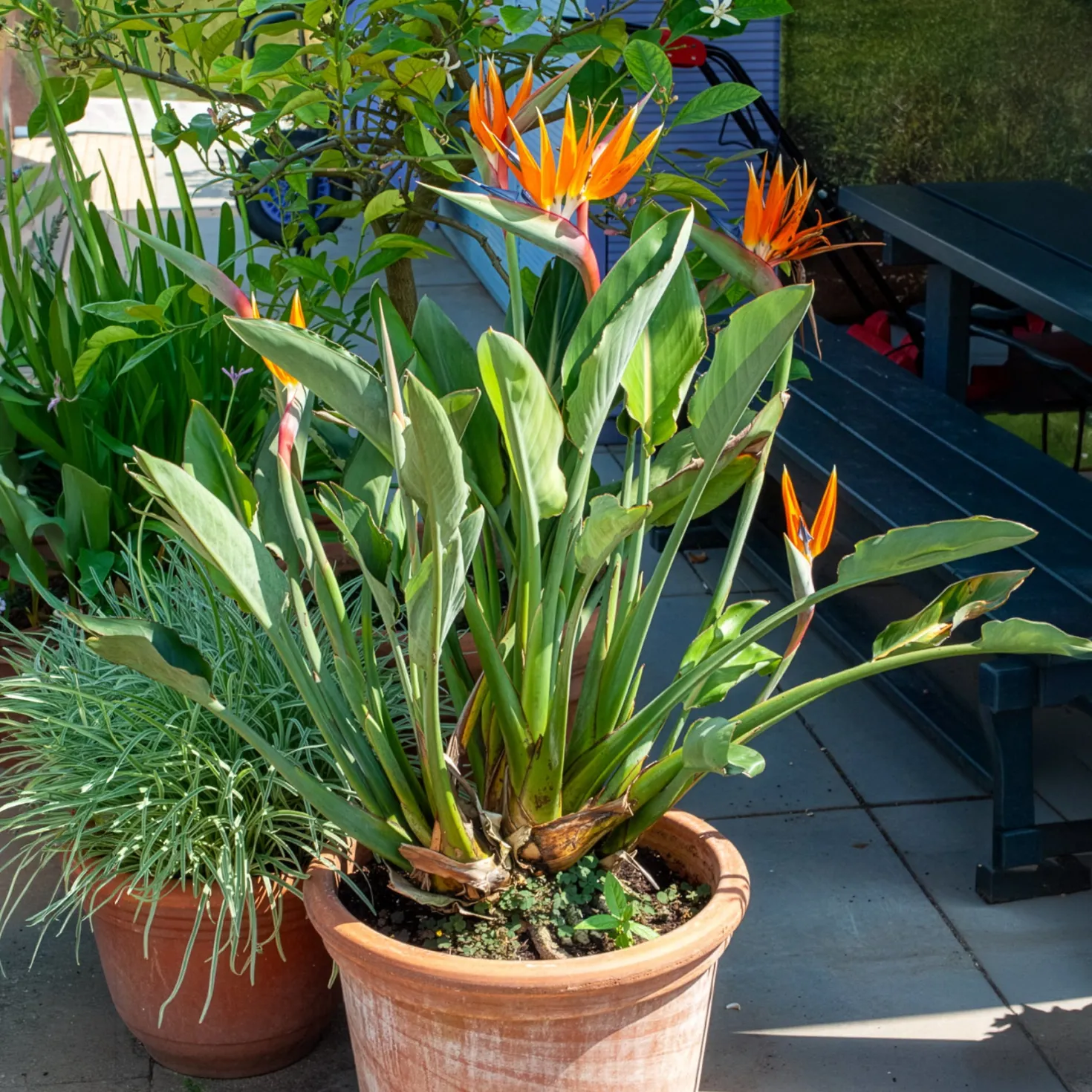 Paradiesvogelblume Strelitzia - Exotik fürs Wohnzimmer