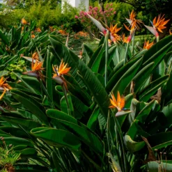 Paradiesvogelblume Strelitzia - Exotik fürs Wohnzimmer