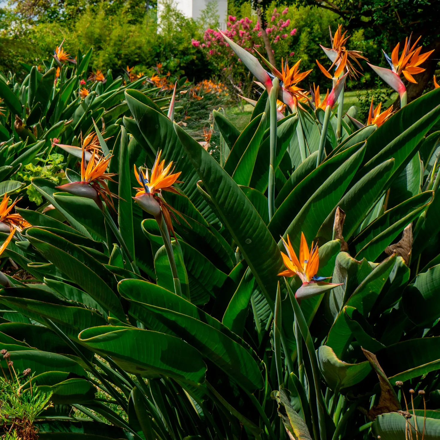 Paradiesvogelblume Strelitzia - Exotik fürs Wohnzimmer