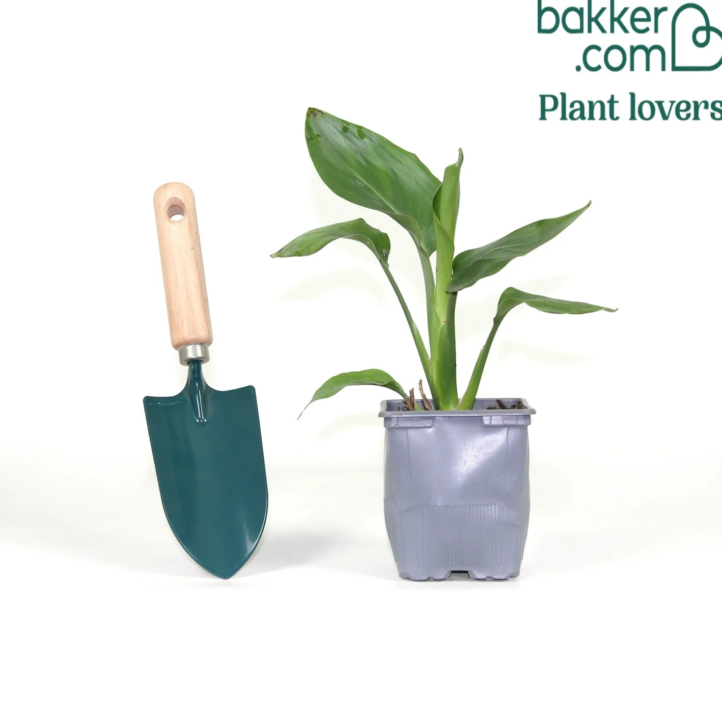 Paradiesvogelblume Strelitzia - Exotik fürs Wohnzimmer