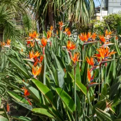 Paradiesvogelblume Strelitzia - Exotik fürs Wohnzimmer