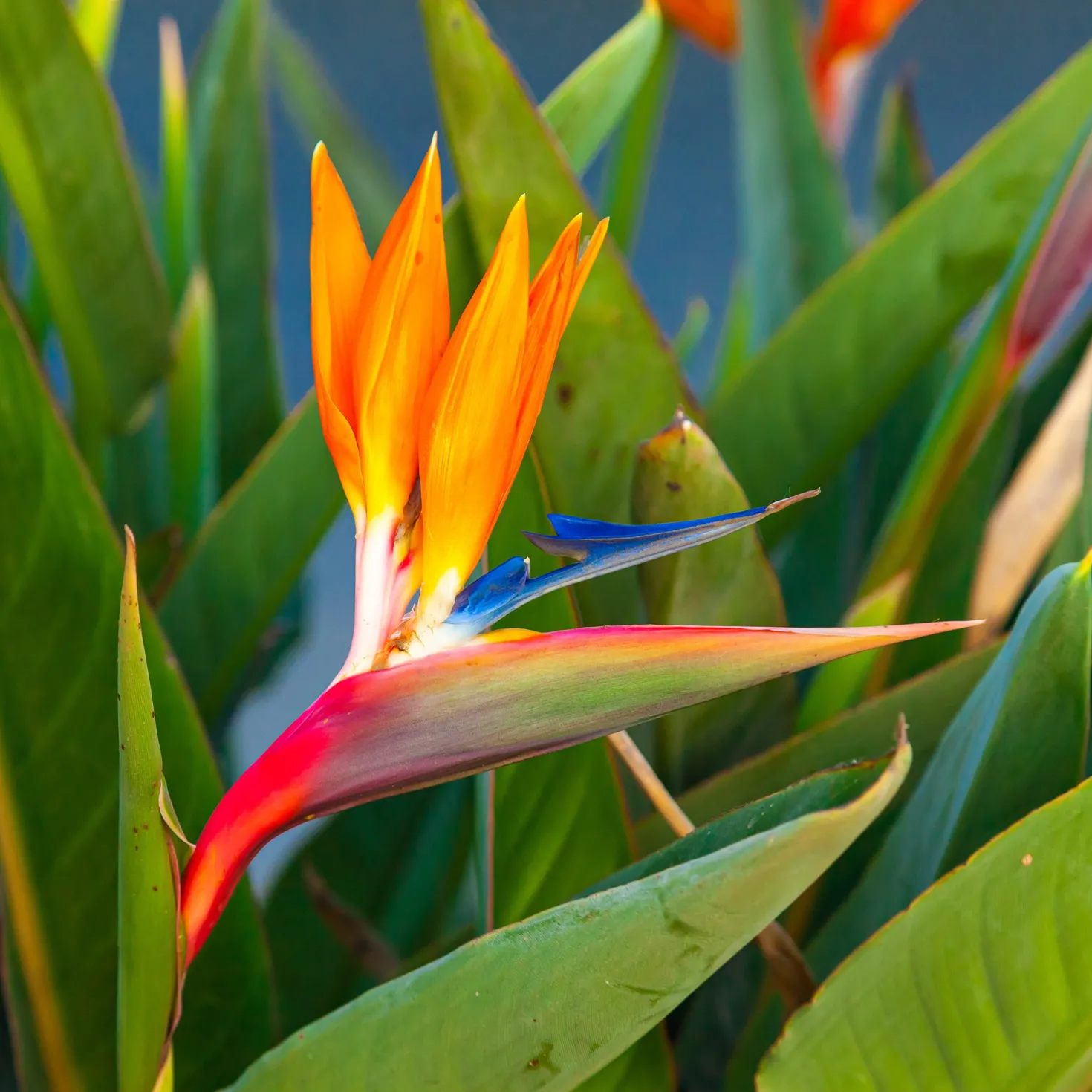 Paradiesvogelblume Strelitzia - Exotik fürs Wohnzimmer