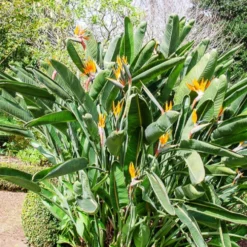 Paradiesvogelblume Strelitzia - Exotik fürs Wohnzimmer