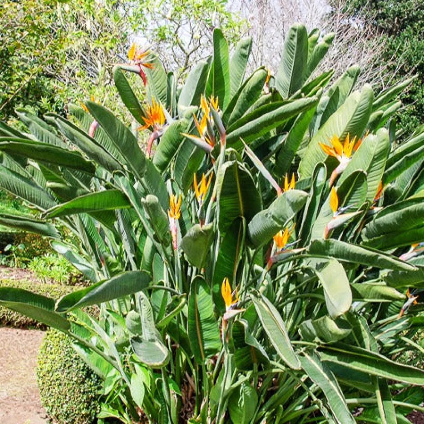 Paradiesvogelblume Strelitzia - Exotik fürs Wohnzimmer