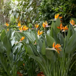 Paradiesvogelblume Strelitzia - Exotik fürs Wohnzimmer