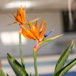 Paradiesvogelblume Strelitzie - Exotik fürs Wohnzimmer