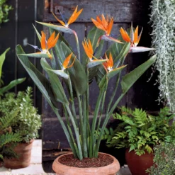 Paradiesvogelblume Strelitzie - Exotik fürs Wohnzimmer