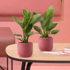 Paradiesvogelblume Strelitzie - Exotik fürs Wohnzimmer