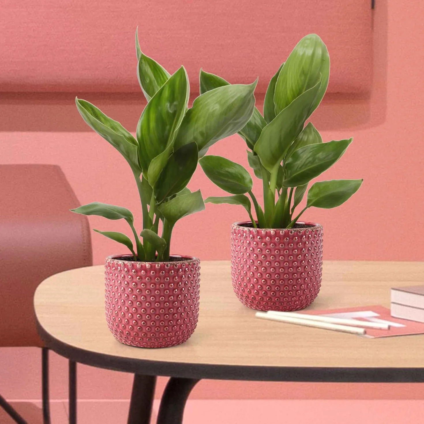 Paradiesvogelblume Strelitzie - Exotik fürs Wohnzimmer