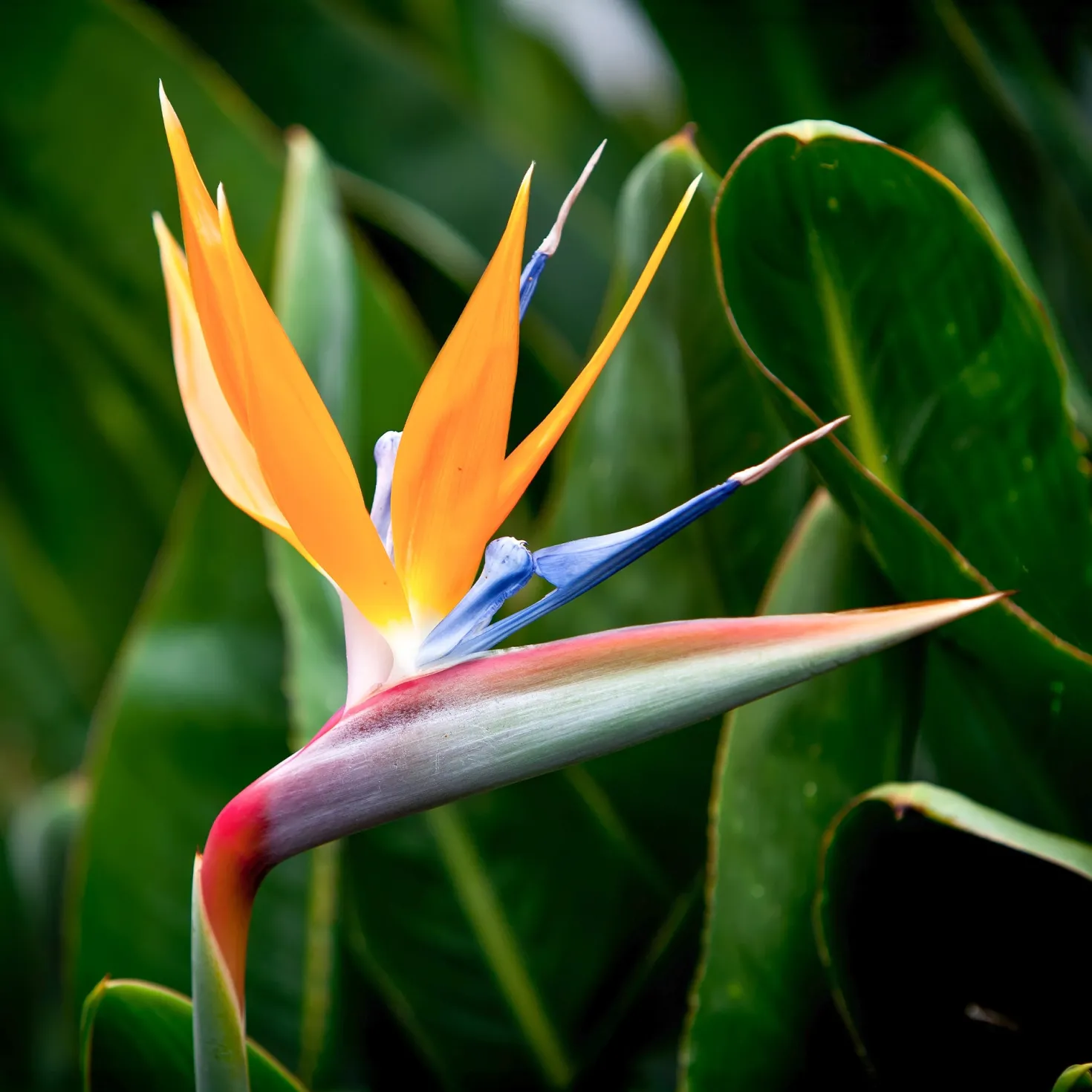 Paradiesvogelblume Strelitzie - Exotik fürs Wohnzimmer