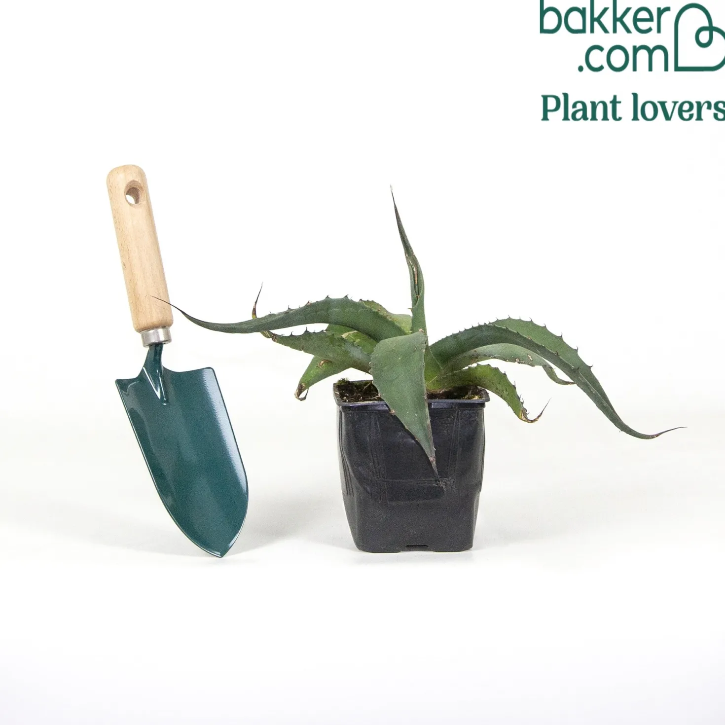 Parry-Agave - Robust und pflegeleicht