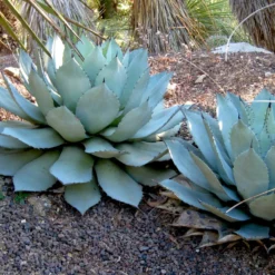 Parry-Agave - Robust und pflegeleicht
