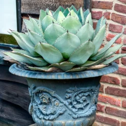 Parry-Agave - Robust und pflegeleicht