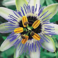 Passionsblume Clear Sky - Exotik ohne Aufwand