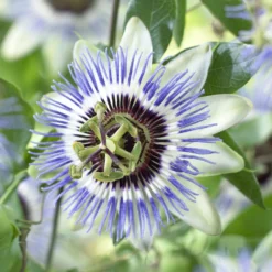 Passionsblume Clear Sky - Exotik ohne Aufwand