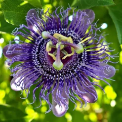 Passionsblume - Exotik an der Wand