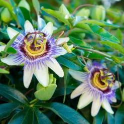 Passionsblume - Exotik im Handumdrehen