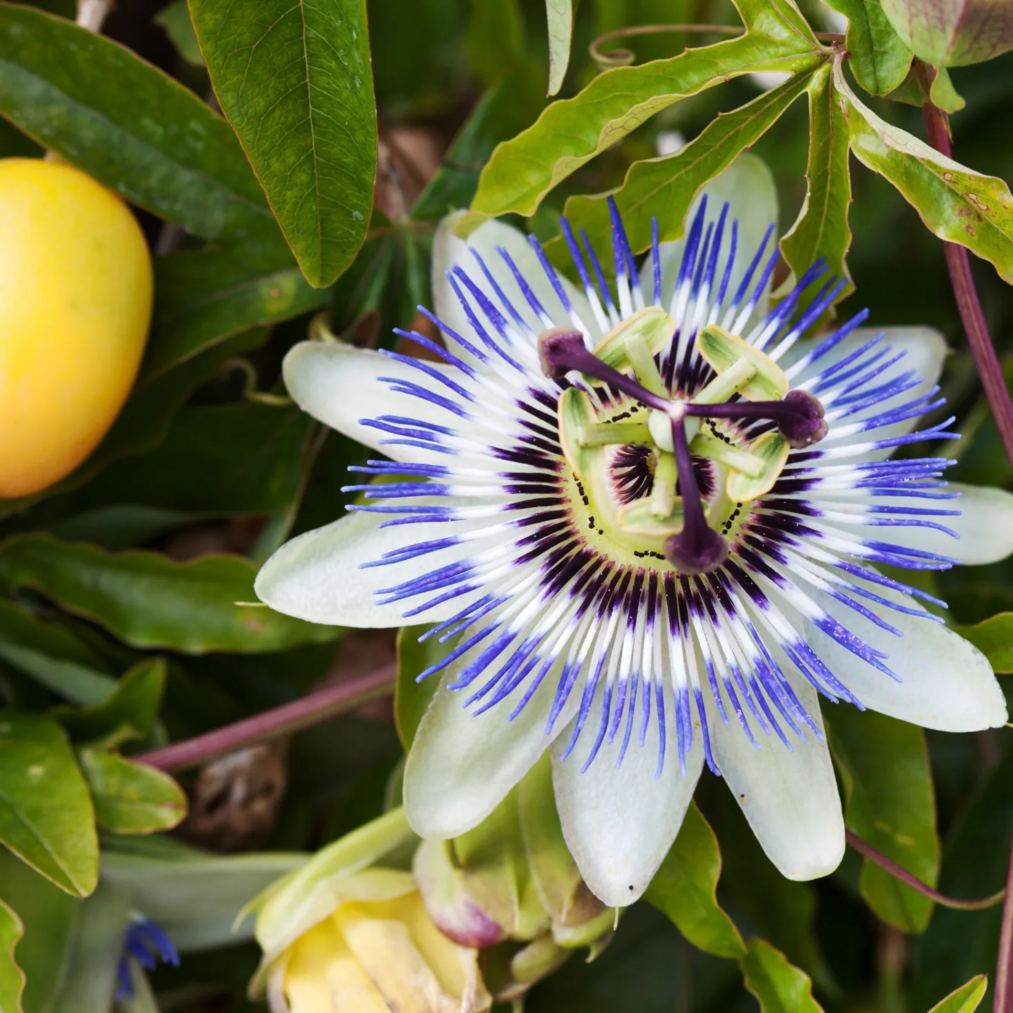 Passionsblume - Exotik im Handumdrehen