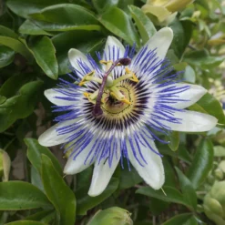 Passionsblume - Exotik im Handumdrehen