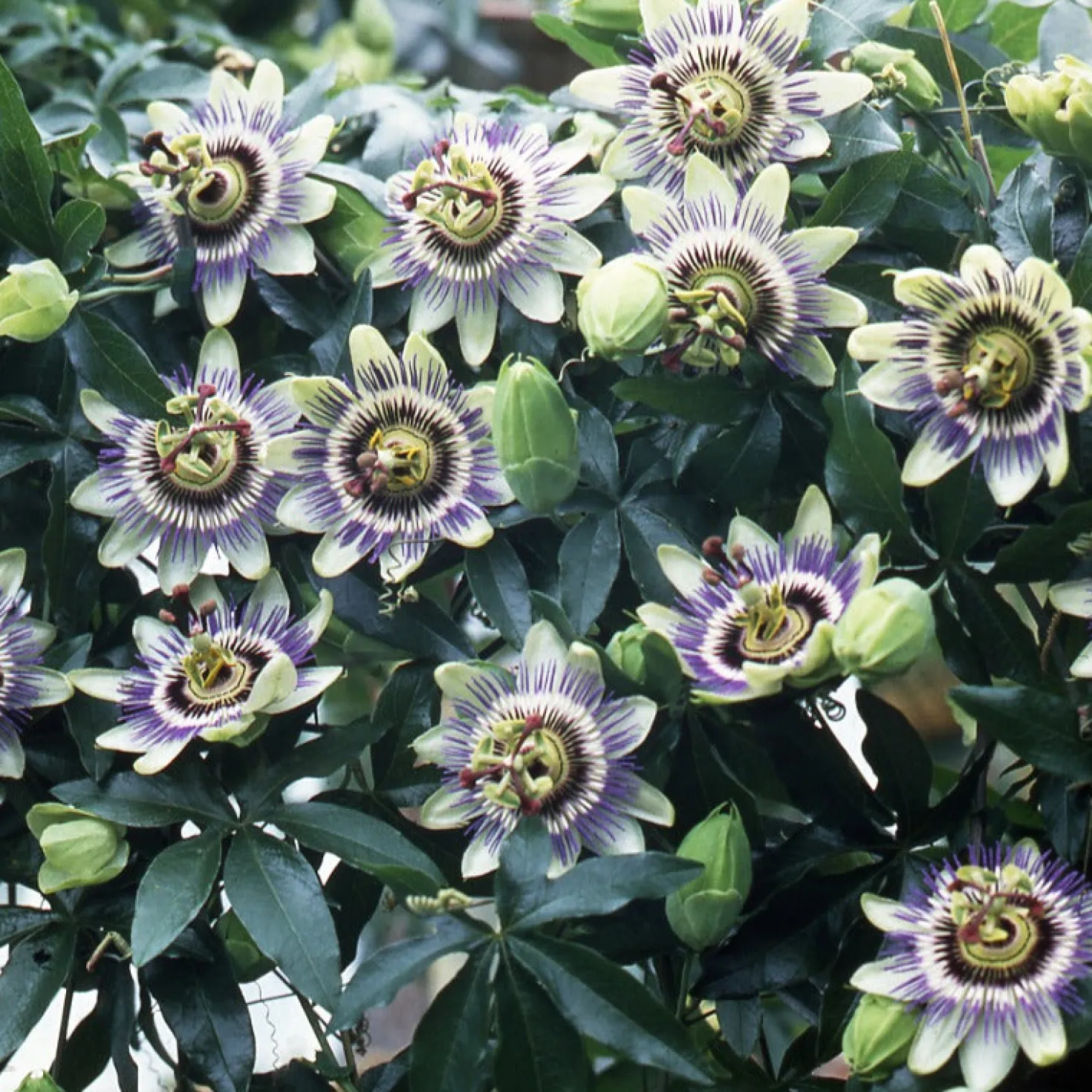 Passionsblume - Exotik im Handumdrehen