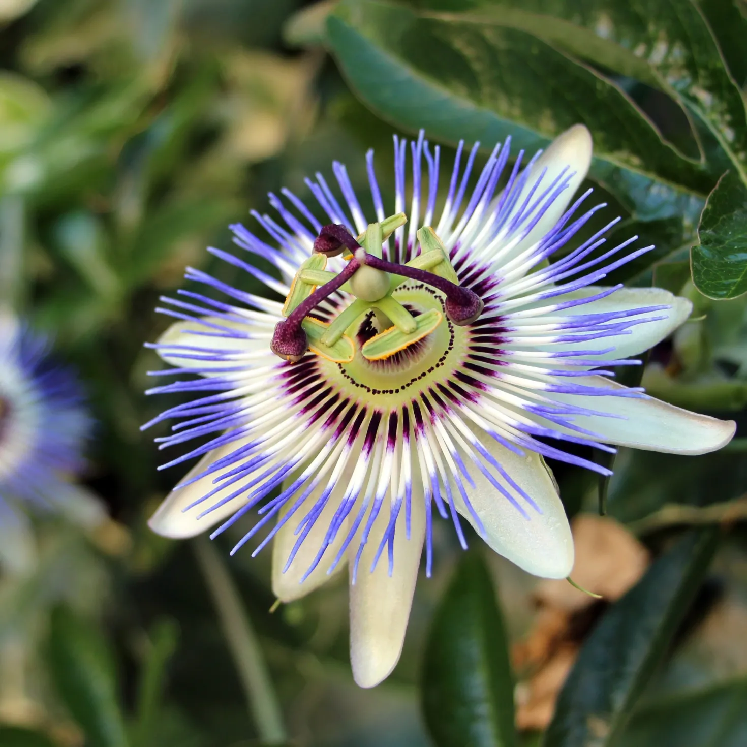 Passionsblume - Exotik im Handumdrehen
